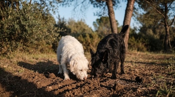 Dos perros, uno blanco y uno negro, se agachan para oler un área de tierra removida en el suelo de un parque, con árboles al fondo y sombras largas.