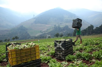 La organización ocultaba la metanfetamina principalmente en cargamentos de lechuga enviados desde México hacia Texas. REUTERS/Carlos Eduardo Ramirez