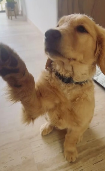 Nala tenía un año. Fue asesinada por Diego Sebastián N (redes sociales)