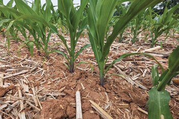 El maíz temprano podría ser