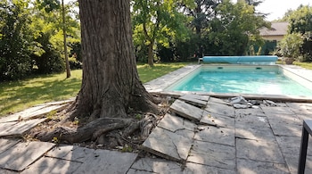 Tronco y raíces de un árbol que levantan las losas de piedra rotas del suelo junto a una piscina en un jardín.