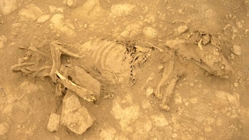 Hallazgo de perro sin pelo en Castillo de Huarmey revela vínculos con culturas andinas.