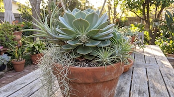 Primer plano de una suculenta verde pálido en una maceta de terracota con varias plantas de aire Tillandsia, incluyendo una variedad colgante, sobre una mesa de madera.