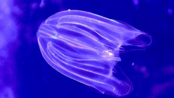 Las medusas peine pueden revertir