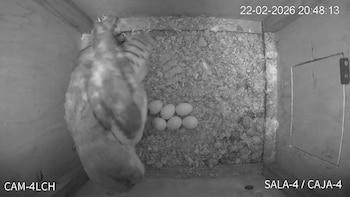 Los primeros polluelos de lechuza