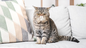 Vivir con gatos no está relacionado con empeoramiento del asma en los niños
