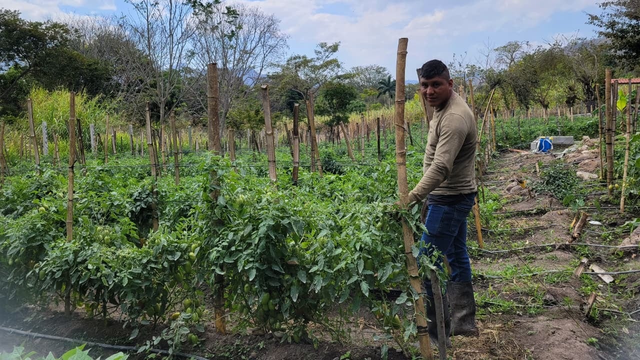 Los cultivos enfrentan amenazan inéditas debido al clima severo y record de calor. Estrategias de adaptación y advertencias oficiales delinean un futuro incierto para el campo (Foto cortesía MAGA)
