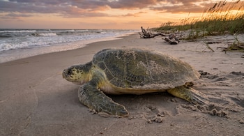 Una tortuga lora en la arena de una playa, con el mar, olas, dunas con vegetación, troncos y un cielo anaranjado con nubes de atardecer.