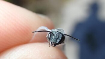 Las abejas pudieron verse aturdidas