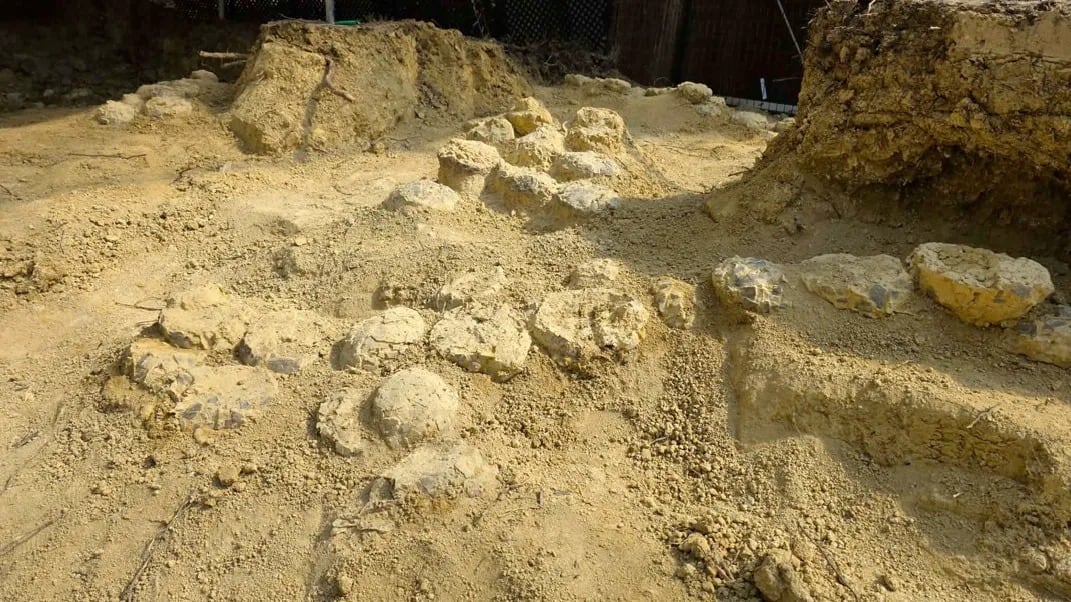Un centenar de huevos de dinosaurio han sido descubiertos en la excavación arqueológica del museo de Mèze, en Francia. (Musée-Parc des Dinosaures)