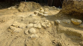 Encuentran cientos de huevos de dinosaurios que llevaban enterrados 70 millones de años en un yacimiento del sur de Francia