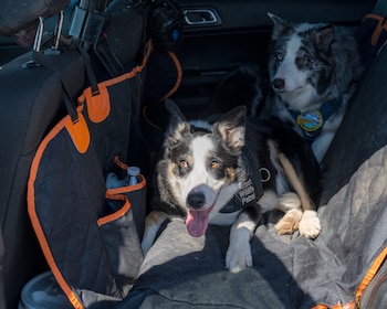 Dos perros border collies, uno tricolor con arnés y el otro merle, sentados en el asiento trasero de un vehículo con funda protectora