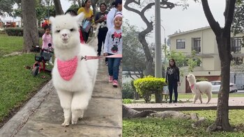 ‘Brillante’, la alpaca que causa