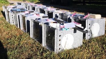 Dos filas de cajas grises con asas, mirillas transparentes y compuertas circulares sobre el césped, acompañadas de tijeras y documentos.