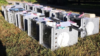 Rescatan a decenas de gatos desnutridos y encuentran más de 70 animales muertos en una propiedad