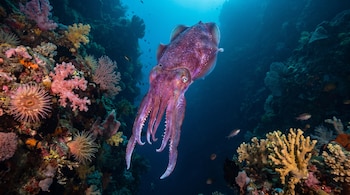 Una sepia grande de color púrpura y rosa nada en el centro, rodeada por arrecifes de coral de múltiples colores, anémonas marinas y pequeños peces en agua azul.