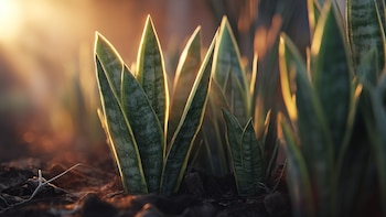 ¿Cómo se utiliza la grenetina