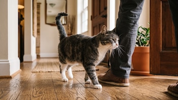 Por qué los gatos maúllan distinto según quién regresa a la casa, según un estudio
