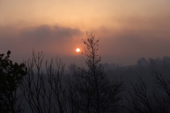 The sun rises behind burnt trees following a wildfire in the village of Lasdikas near ancient Olympia, Greece, August 6, 2021. REUTERS/Giorgos Moutafis
