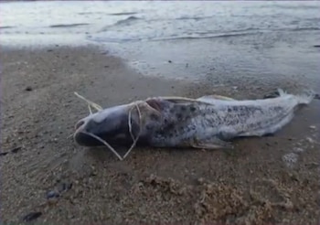 Alta salinidad provocó la muerte