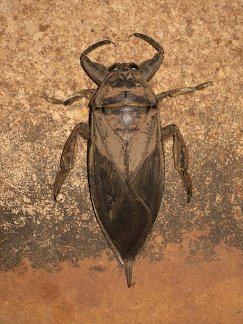 Estos insectos pertenecen a la