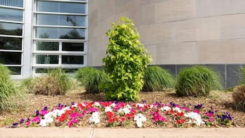 Un árbol crece en Texas a partir de una semilla que viajó más allá de la Luna en la misión Artemis I