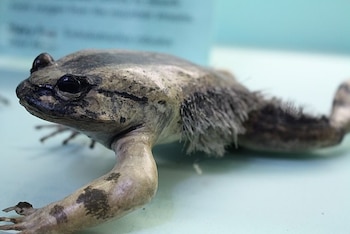 Aunque parece vello, lo que