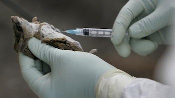 Tres muertos por hantavirus en un crucero de lujo que partió desde Argentina hacia Canarias