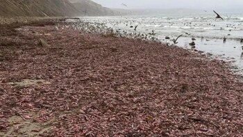 Urechis unicinctus construye madrigueras en forma de U bajo la arena y se alimenta filtrando partículas presentes en el agua