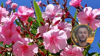Joan Calderón, jardinero, confirma cuáles son las tres mejores plantas para verano: “Cuanto más calor hace y menos la riegas, mejor se pone”