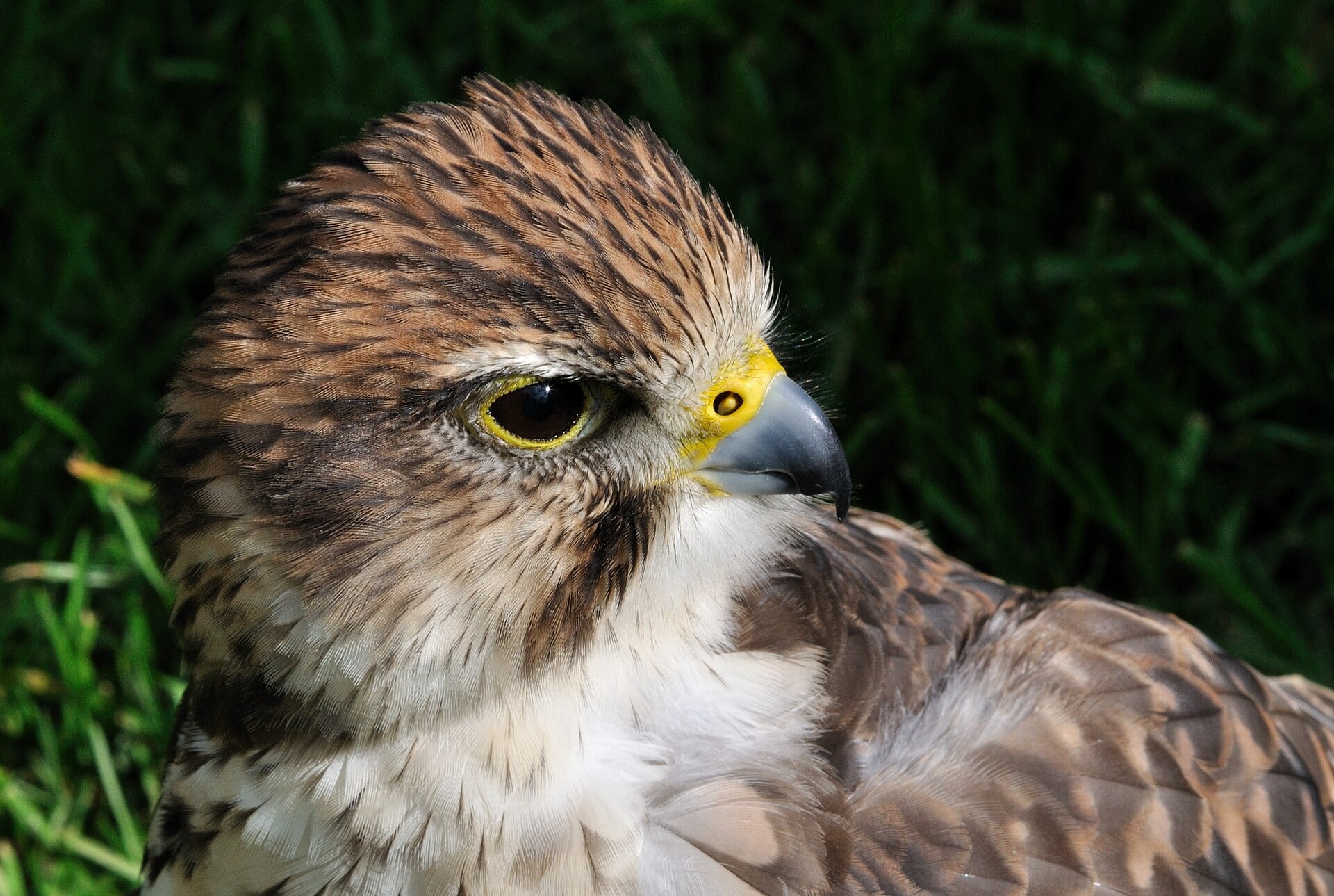 Ejemplar de halcón borní, de la subespecie