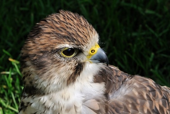 Ejemplar de halcón borní, de la subespecie 'feldegii'. (Quartl/Wikimedia Commons)