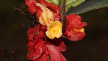 Drymonia crassolobulata. Foto: Rocío Rojas.