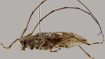 Hallazgo en el Manu sorprende a científicos: descubren nuevo género y nueve especies de escarabajos longicornios