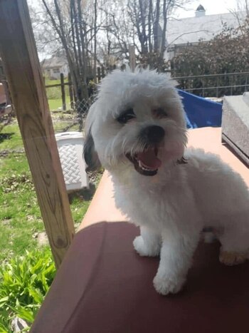 Teddy, el perro fallecido
Foto: Nick