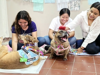 Durante una prueba piloto, ambos animales compartieron momentos con jóvenes de la Facultad de Ciencias Agronómicas en una propuesta creada para aliviar la ansiedad académica y acompañar una jornada especialmente exigente (Foto cortesía Facultad de Ciencias Agronómicas)
