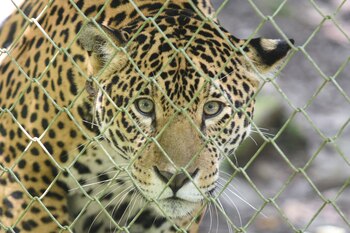 El tráfico de animales es