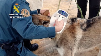 Investigado un hombre por arrastrar a un perro atado al parachoques de un vehículo y golpearlo