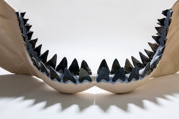 Las mandíbulas de los tiburones