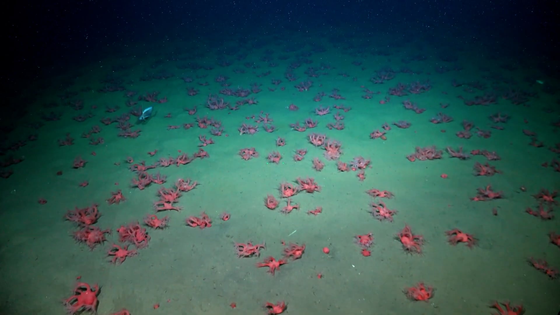 Según los investigadores, estas áreas