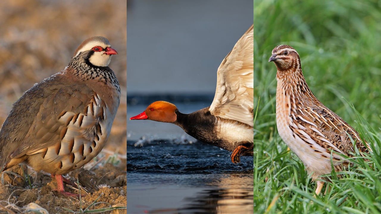 La perdiz roja, la codorniz común o el pato colorado: más de la mitad de las aves que se cazan en España están en declive