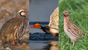 La perdiz roja, la codorniz común o el pato colorado: más de la mitad de las aves que se cazan en España están en declive