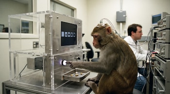 Un macaco Rhesus con electrodos presiona un botón luminoso en un dispositivo de laboratorio. Una pantalla muestra formas geométricas; un científico está en el fondo.