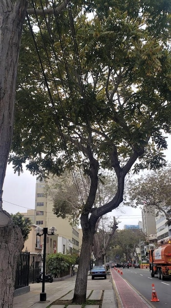 El cedro que Chabuca Granda