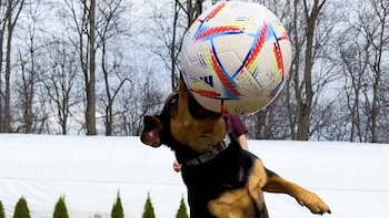 “Ronaldo, el perro” se vuelve viral por sus habilidades futbolísticas mientras crece la expectativa por el Mundial