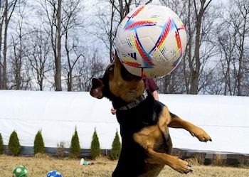 Un perro negro y marrón salta en el aire para atrapar un balón de fútbol blanco con patrones rojos y azules. Hay árboles sin hojas al fondo