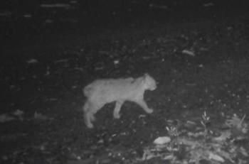 Fotografía monocromática de un pequeño felino caminando de perfil sobre el suelo durante la noche