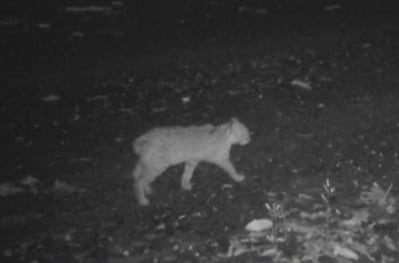 Un estudio de la Universidad de Kioto descartó que la cola corta del gato leopardo de Tsushima se deba a una hibridación reciente con gatos domésticos (Gentileza, estudio Evaluación genómica de la presunta introgresión de gatos domésticos en el gato leopardo de Tsushima, especie en peligro crítico de extinción, publicado en Global Ecology and Conservation)