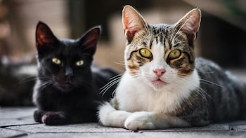 No solo en CDMX: en Guadalajara también denuncian muerte de gatos por presunto envenenamiento