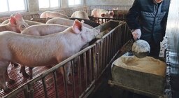 China tiende a reemplazar a la harina de soja